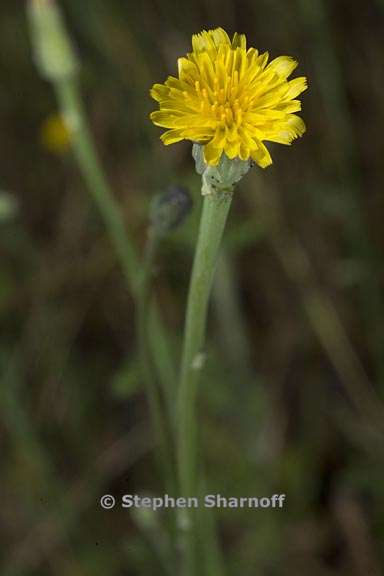 hypochaeris glabra 5 graphic